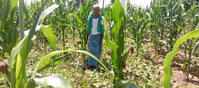 intercropping india.PNG